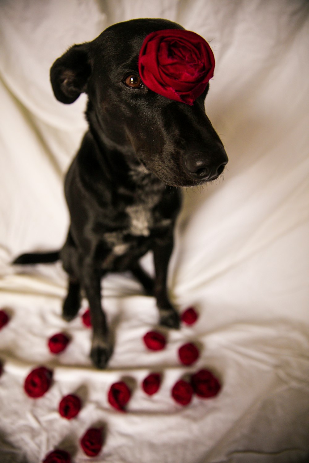 short-coated black dog standing still with red rose in head