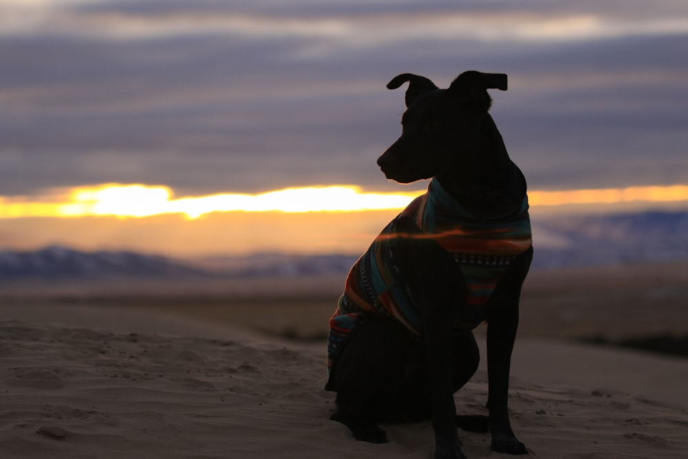 adult black Whippet sitting on gray sand