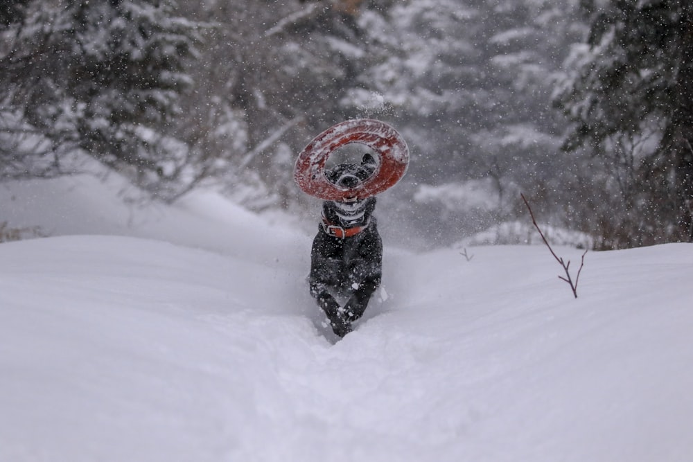 black dog biting red disc on snow capped filled surrounded with trees
