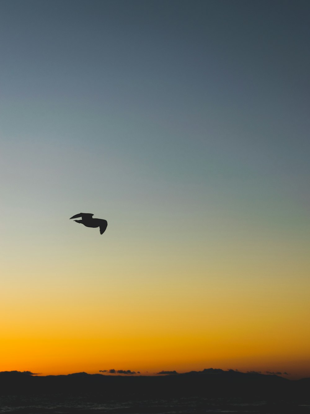 silhouette of bird in the sky
