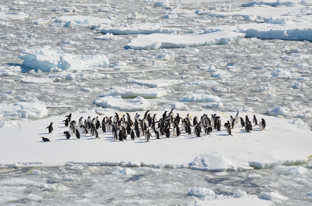 Pingüinos blancos y negros en un campo de hielo