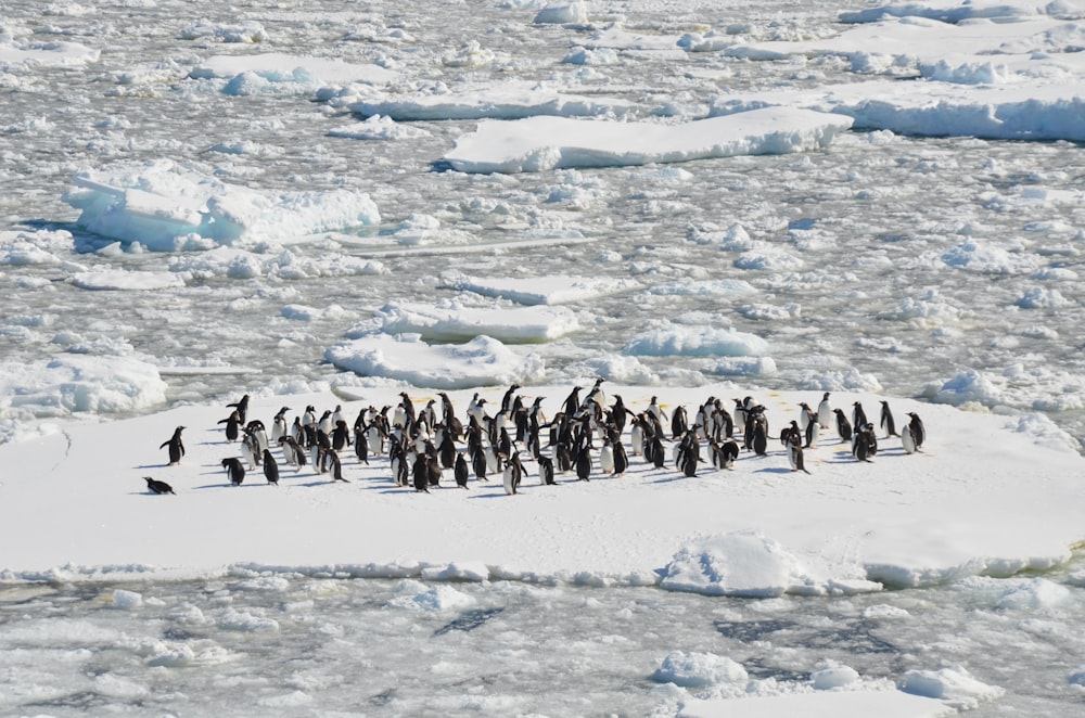 black and white penguins on ice field