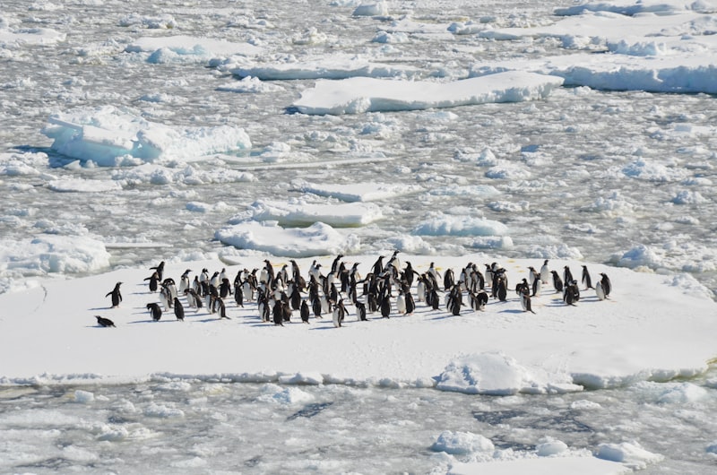 Emperor penguins standing on Antarctic ice