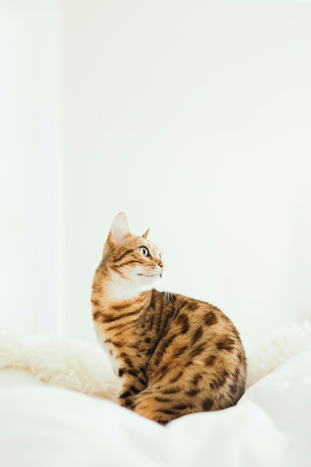 cat sitting on cushion