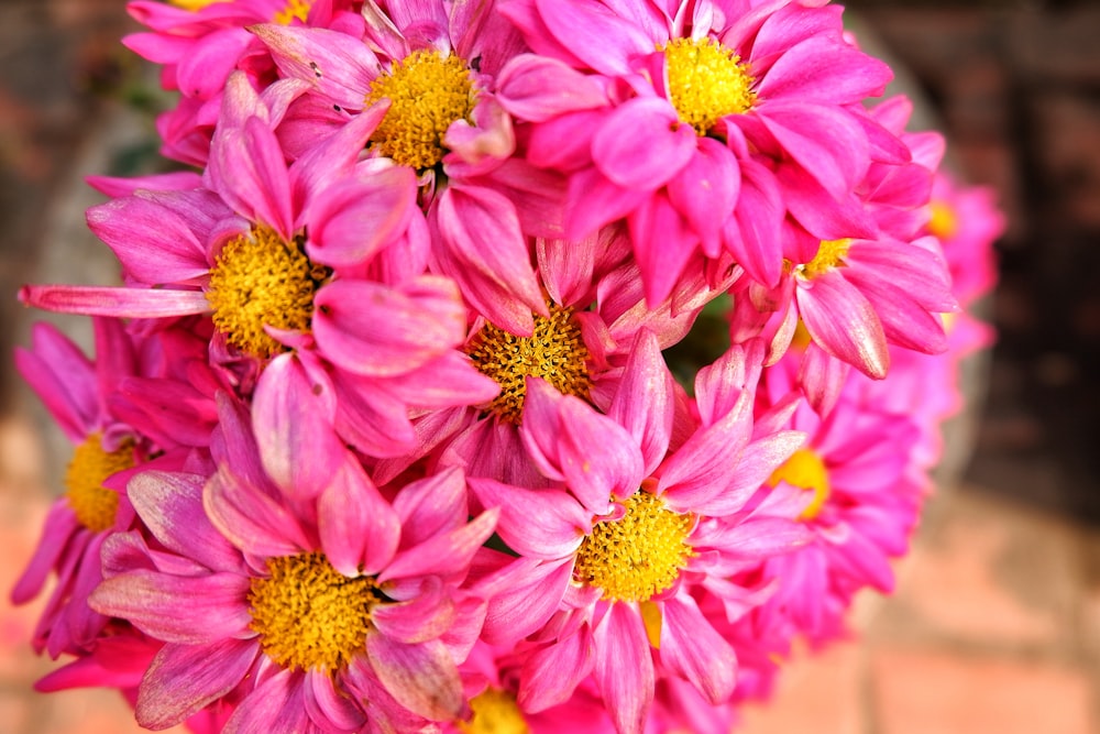 pink and yellow petaled flowers