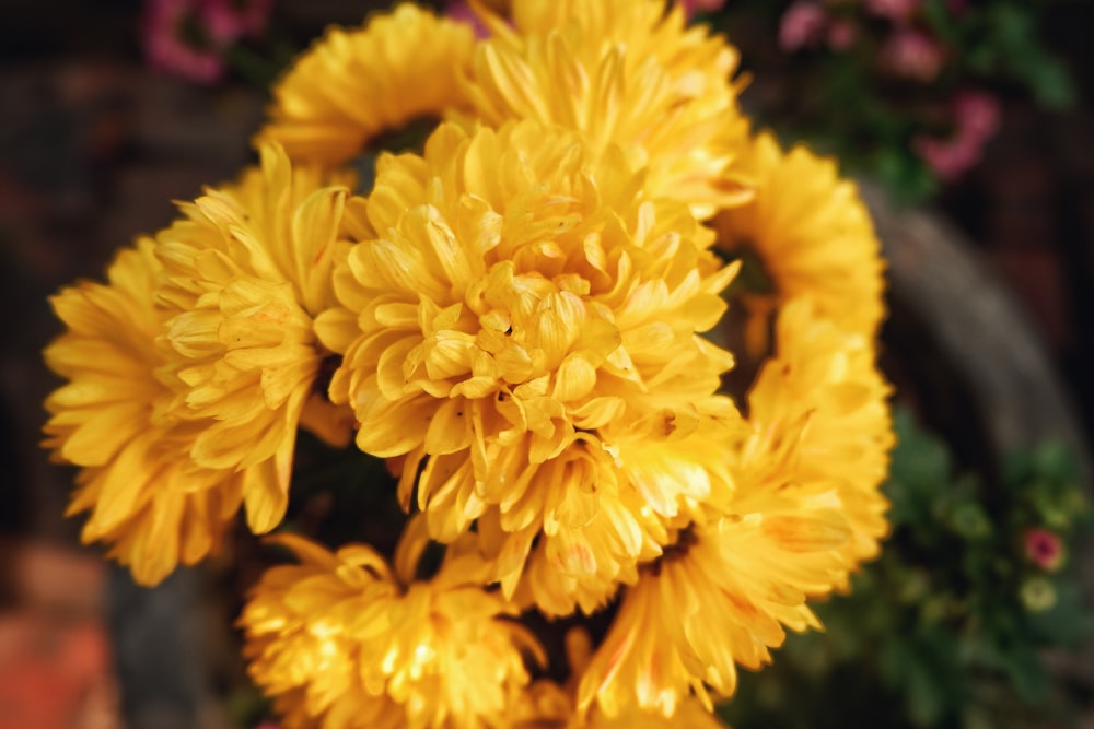 selective focus of yellow chrysanthemum