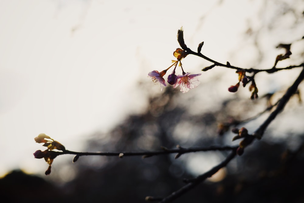 shallow focus photography of purple orchids on tree branch