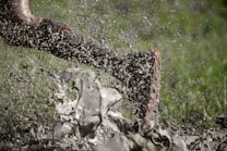A dynamic image captures a single leg, wearing a muddy shoe, sprinting through a splash of muddy water. Droplets are frozen mid-air, indicating motion and energy. The backdrop of blurred green suggests grass or a field environment.