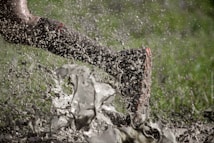 A dynamic image captures a single leg, wearing a muddy shoe, sprinting through a splash of muddy water. Droplets are frozen mid-air, indicating motion and energy. The backdrop of blurred green suggests grass or a field environment.
