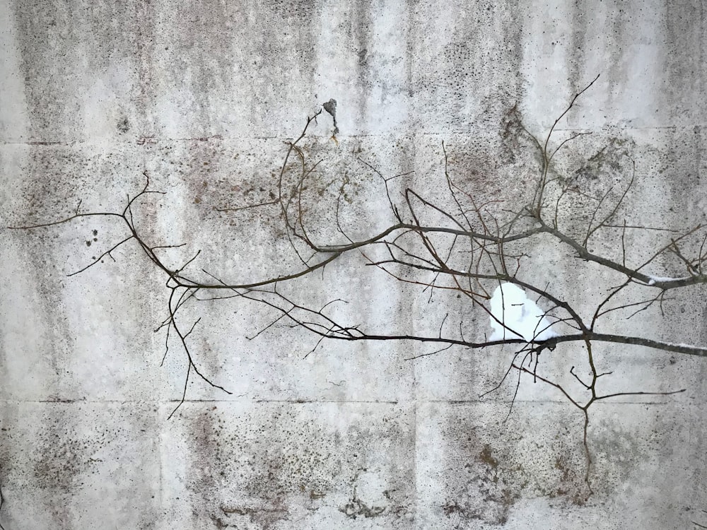 snow on top of withered tree with gray background