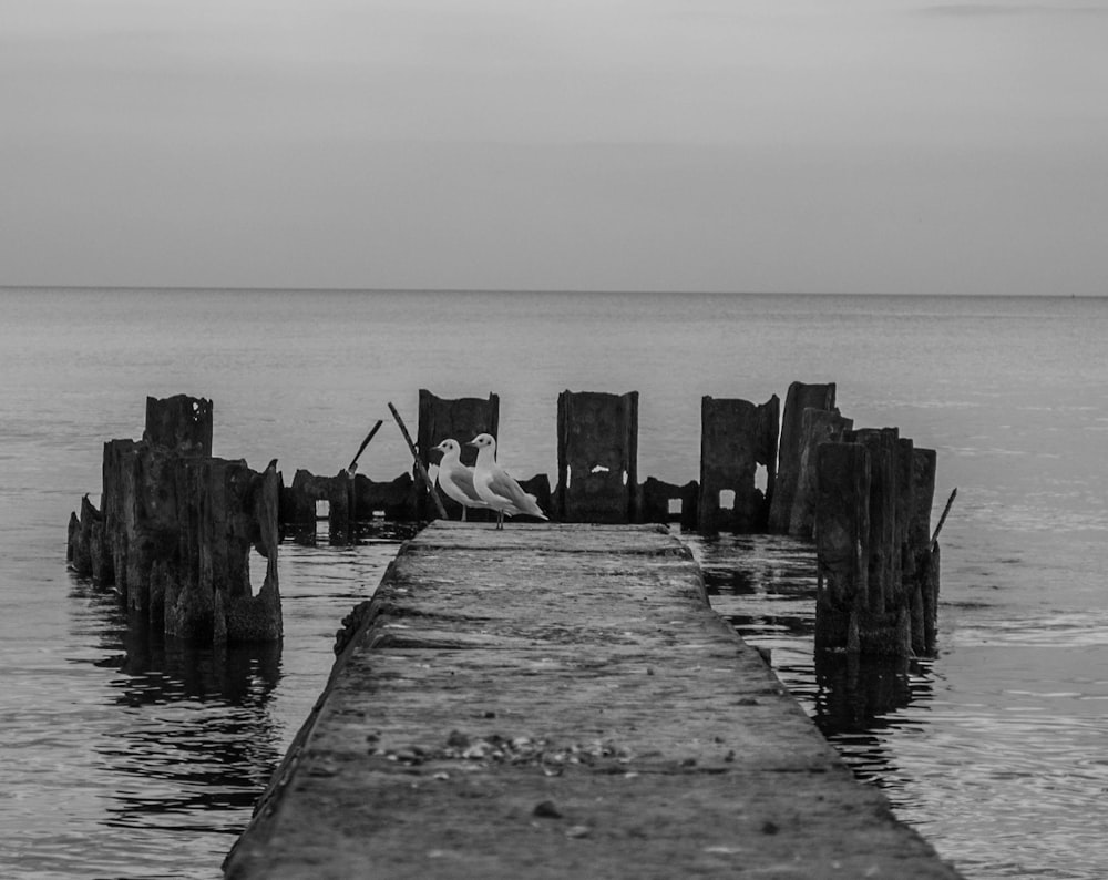 two ducks on boardwalk