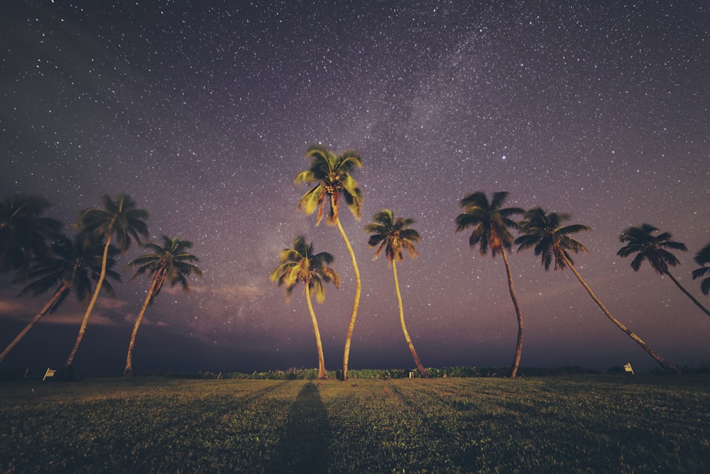alberi di cocco sotto il cielo