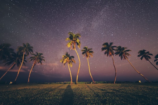 coconut trees under sky in Naples United States