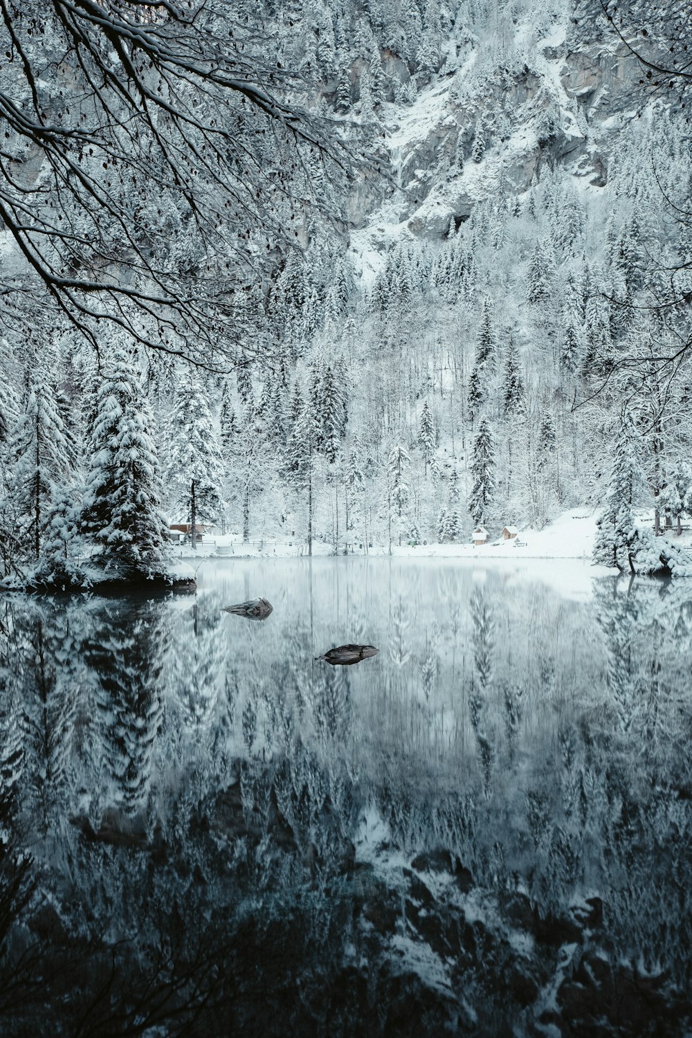 fiume e alberi innevati