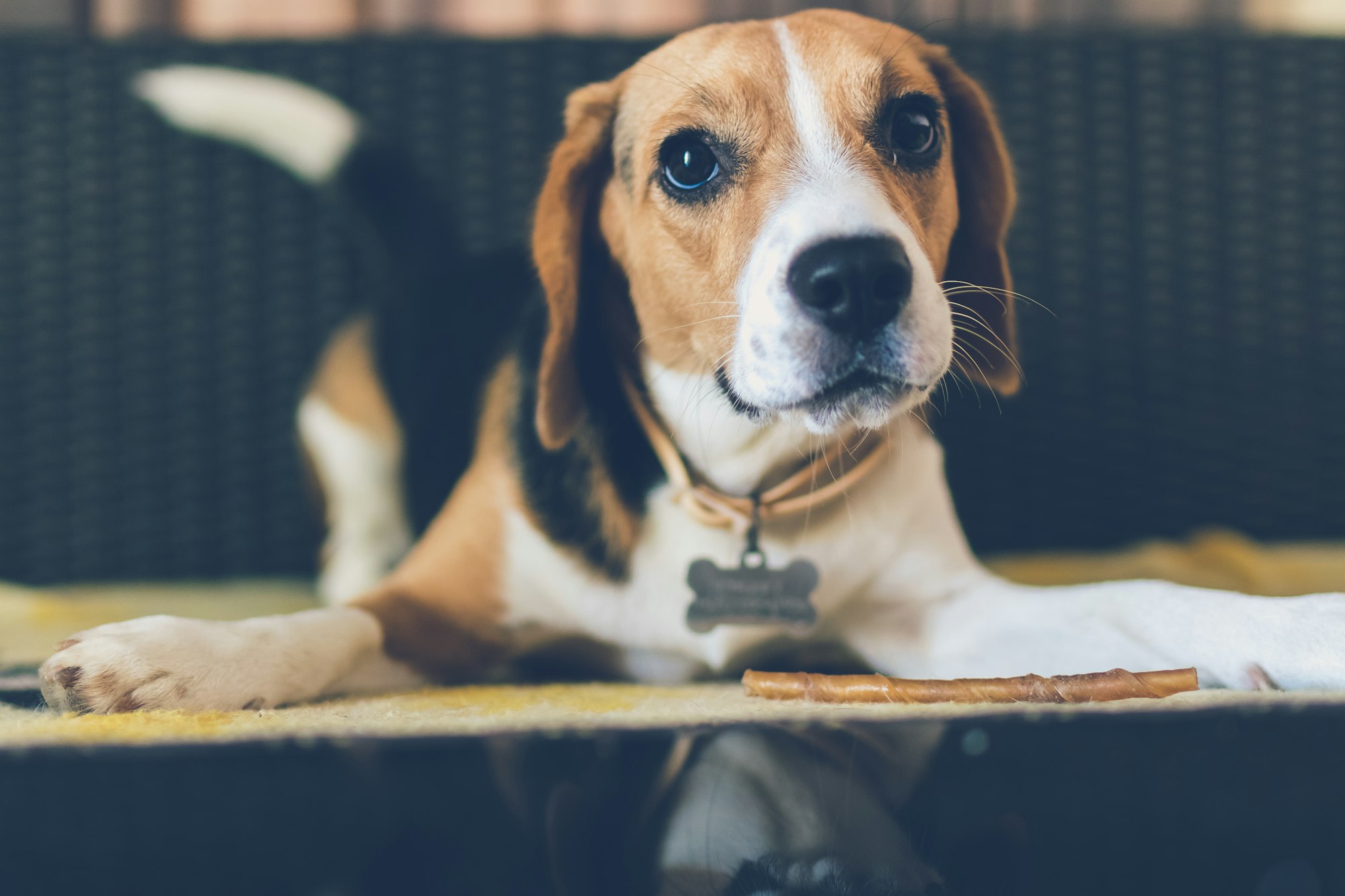 Cute young beagle puppy dog laying indoors. Happy female beagle dog.