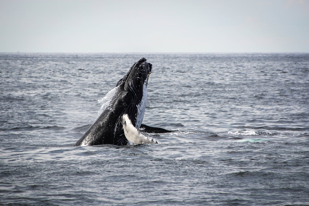 humpback whale jumping on sea