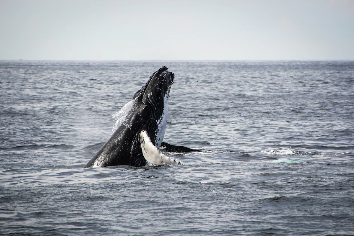 Humpback whale breaching on the east coast whale migration — spring whale watching in Australia