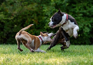 two short-coated brown and black dogs playing