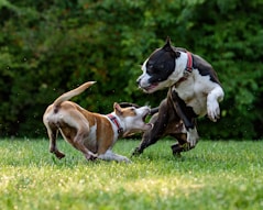 two short-coated brown and black dogs playing