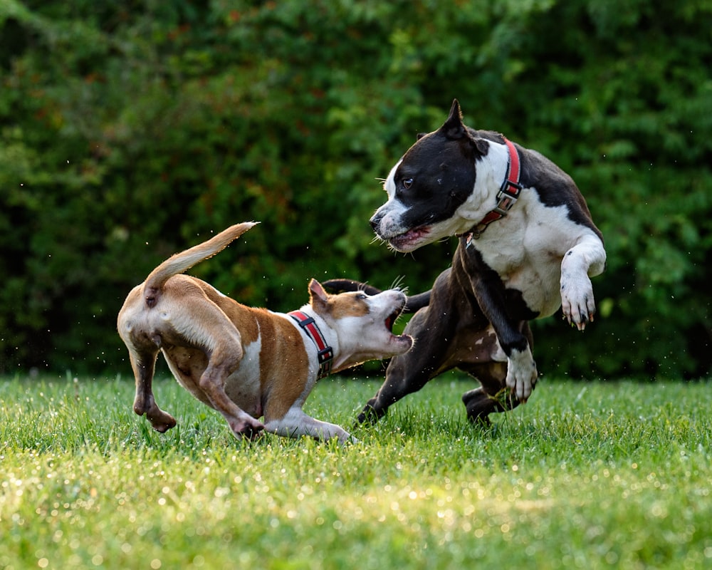 two short-coated brown and black dogs playing