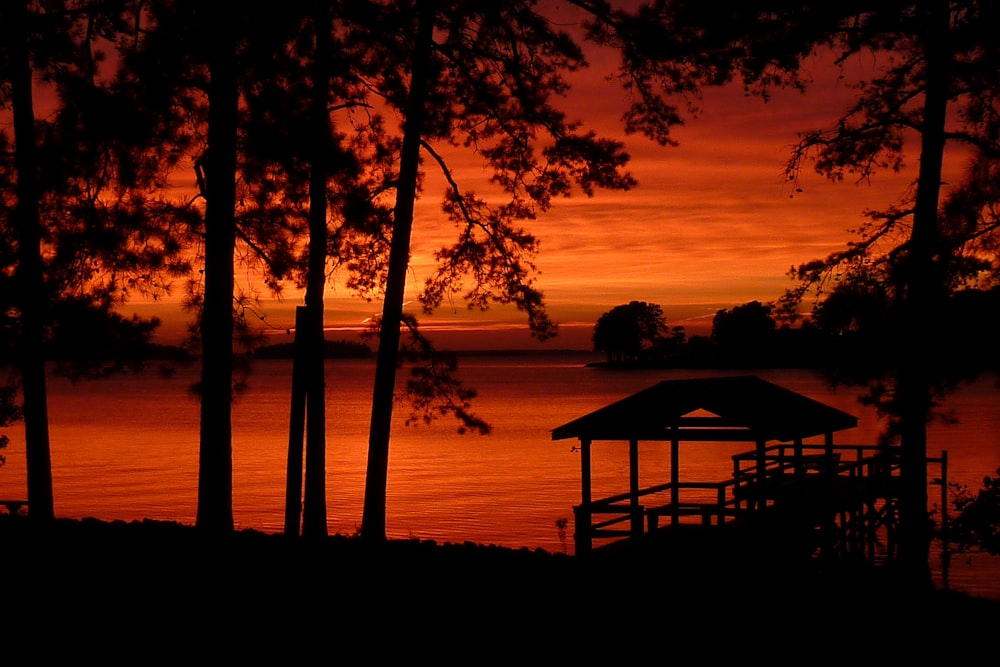 silhouette of trees near body of water