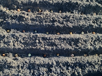 Several rows of soil with evenly spaced seeds planted along each row in a garden or agricultural setting.
