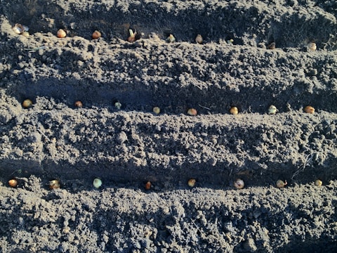 Farmer planting sugarcane seedlings in neat rows.