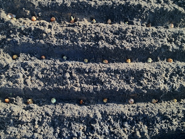 Several rows of soil with evenly spaced seeds planted along each row in a garden or agricultural setting.