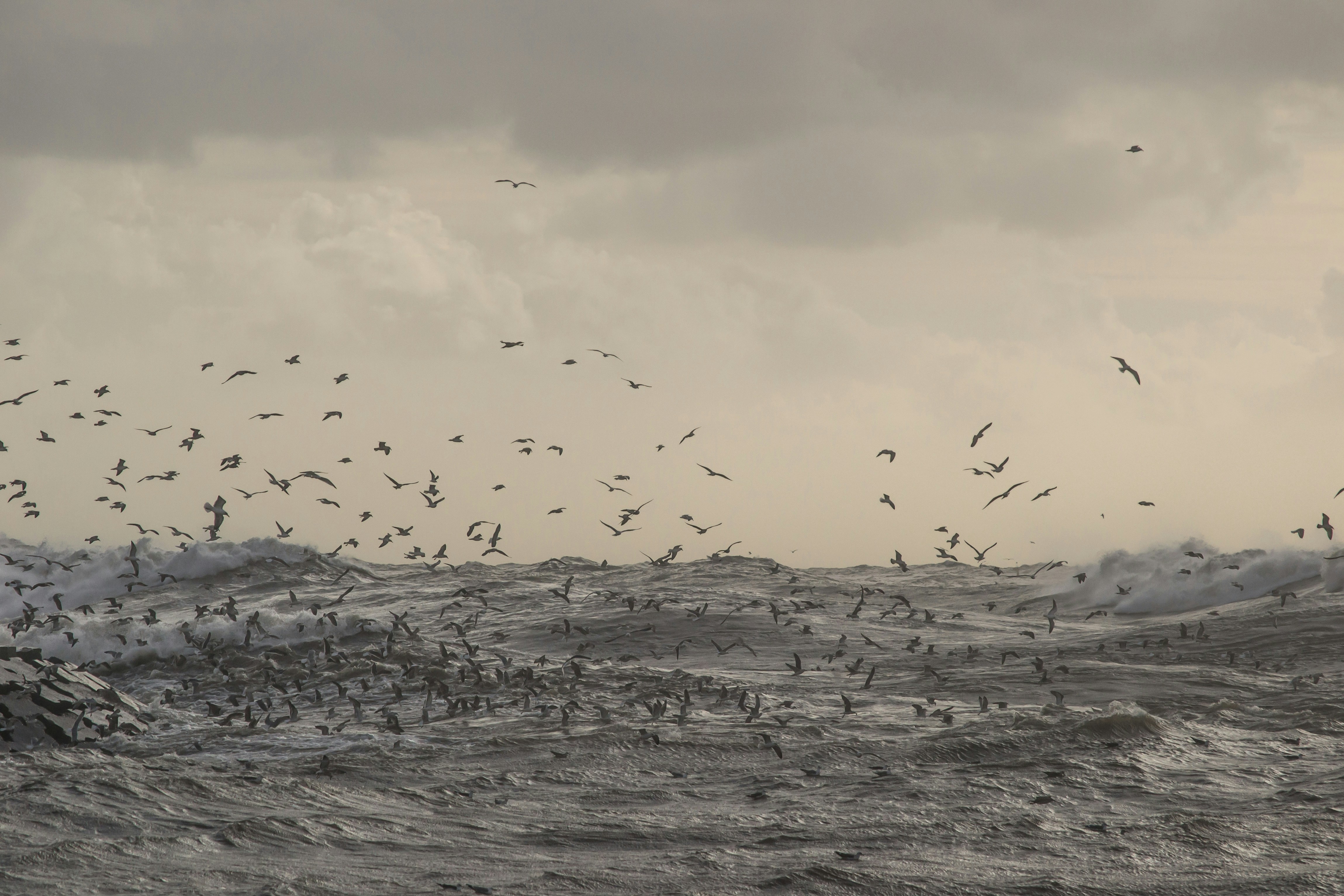 flock of birds flying over body of water tempest teams background