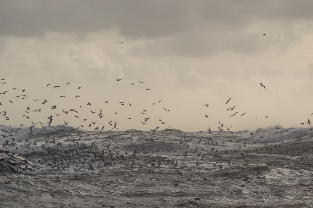 Wildlife photo spot Porto Aveiro