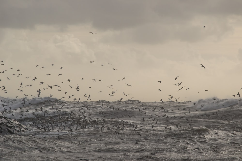 flock of birds flying over body of water