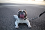 A happy French Bulldog puppy wagging its tail in a sunny park.