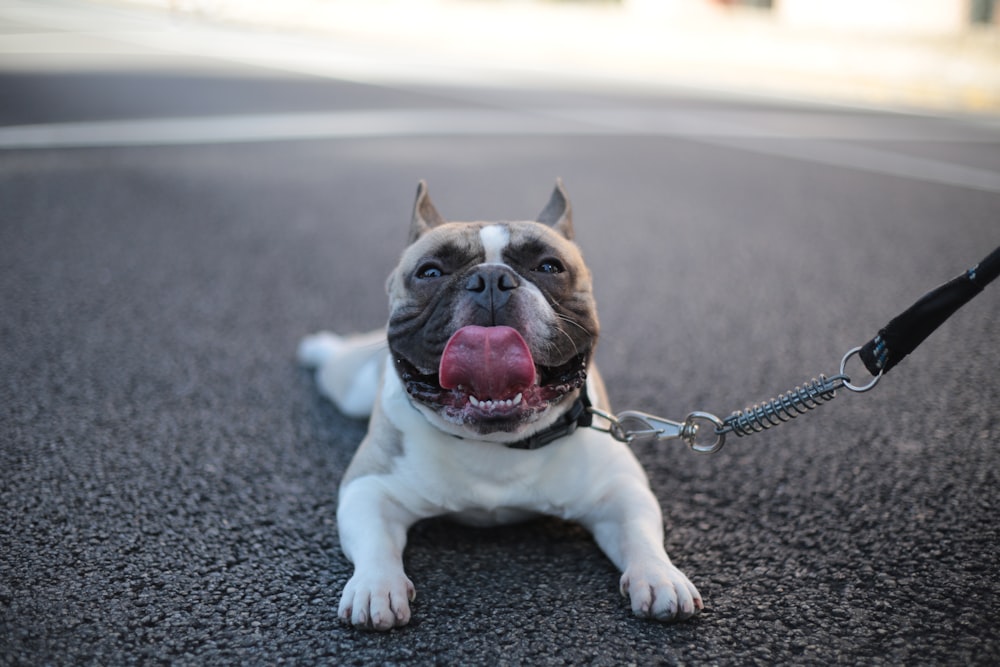 Foto de enfoque selectivo de cachorro blanco y marrón acostado en la carretera