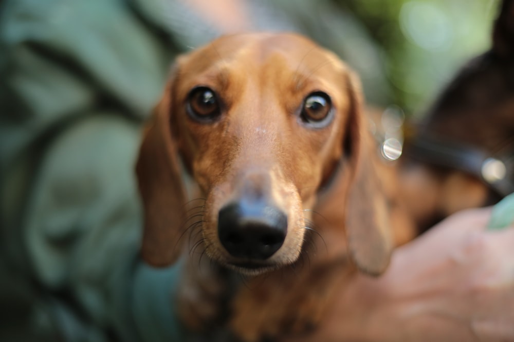 shallow focus photography of adult brown daschund