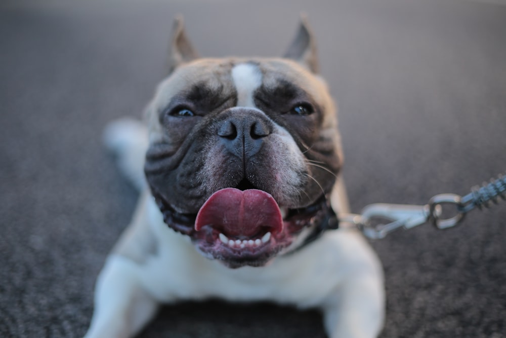 short-coated white and brown dog with leash