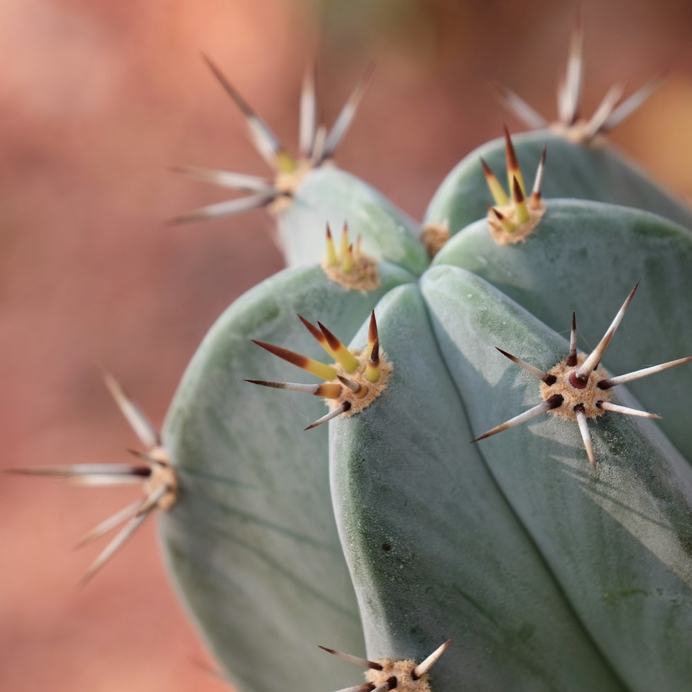 green cactus plant macro photography