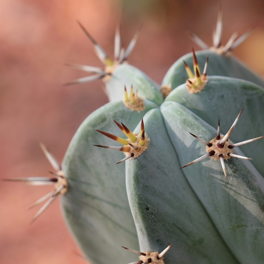 Fotografía macro de planta de cactus verde
