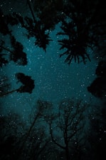 trees under starry sky