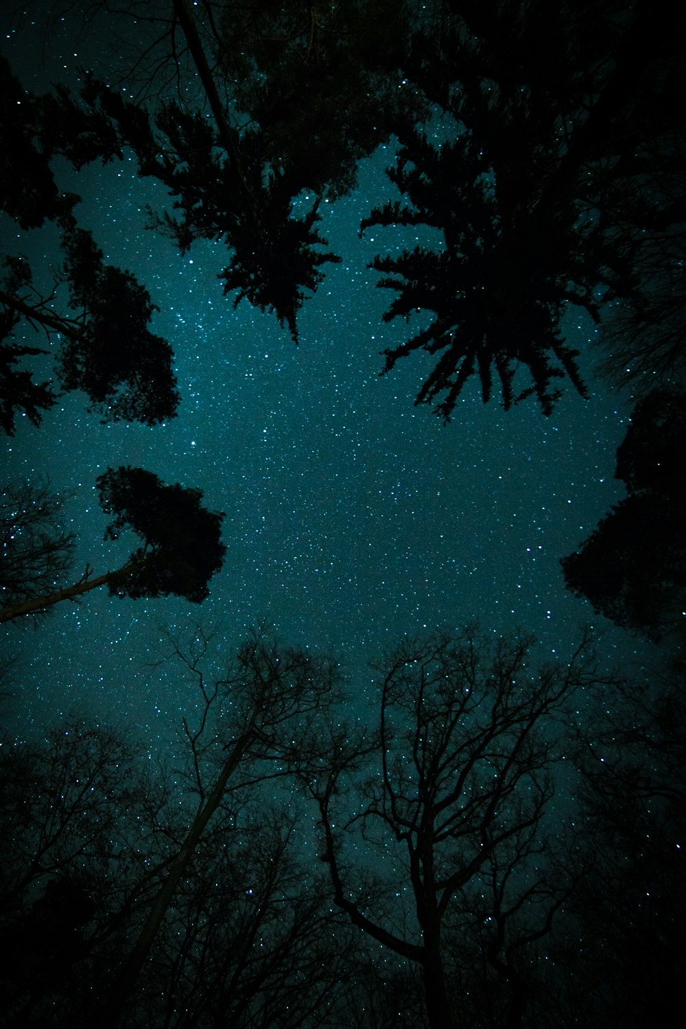 alberi sotto il cielo stellato