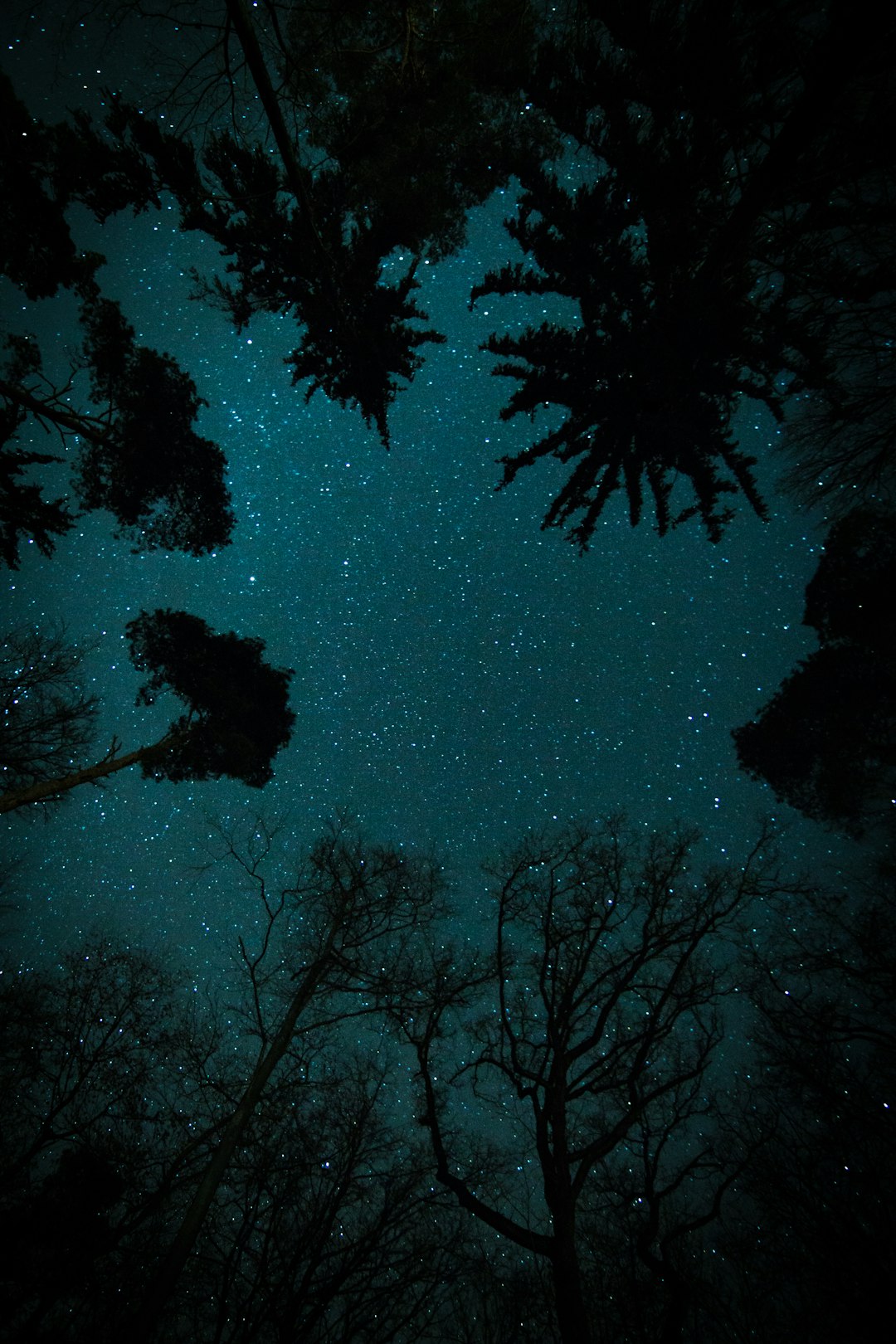 trees under starry sky