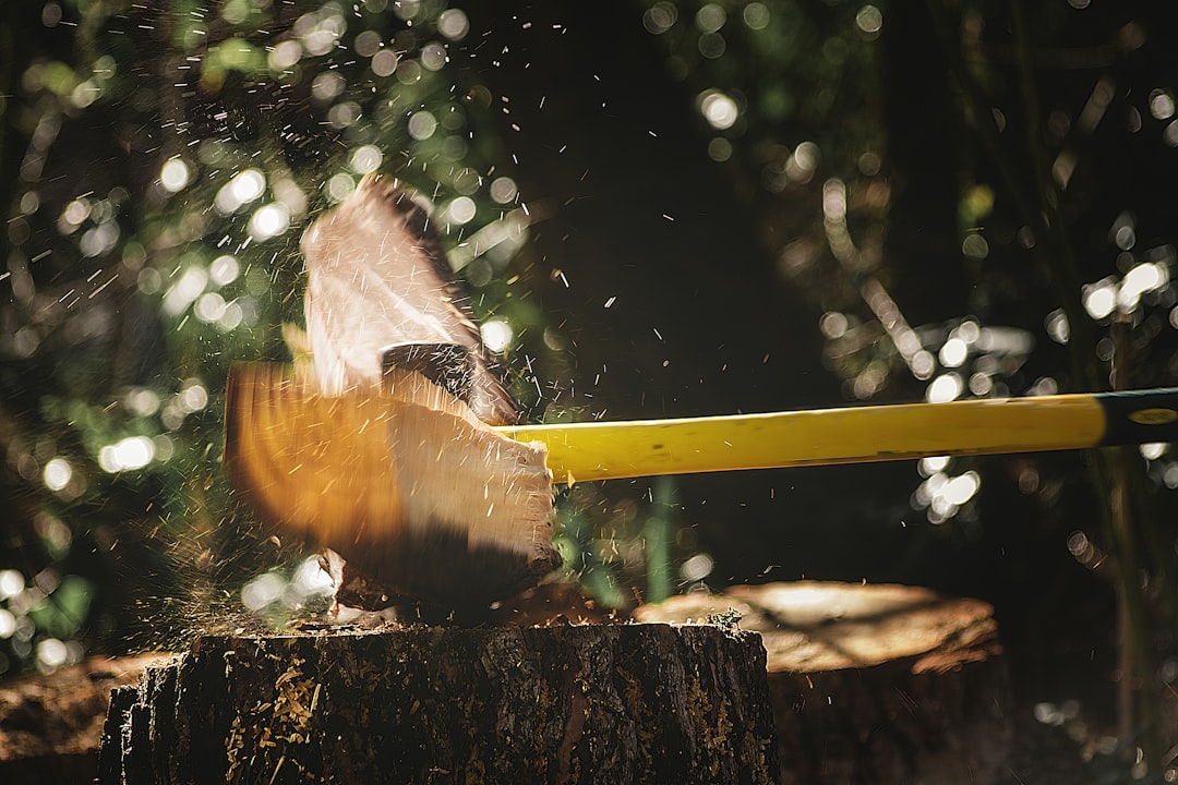 a bird sitting on top of a tree stump, When your brain is super well synchronized with your camera’s retadator.