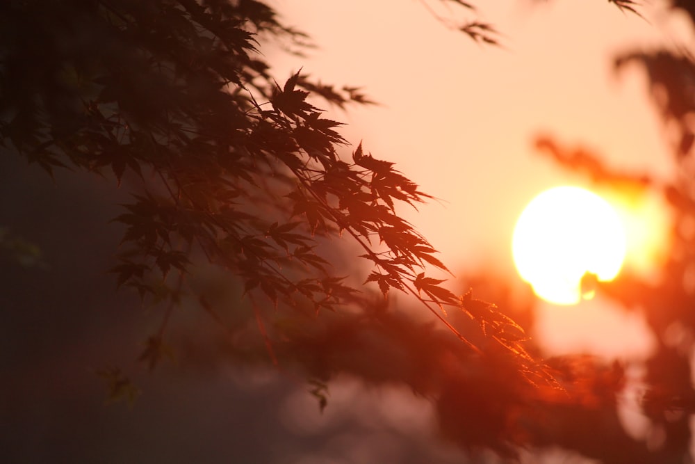 closeup photography of tree leaves under sunset