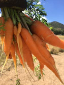 A vibrant morning at a carrot farm in Pangalengan with farmers harvesting fresh carrots.