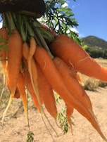 Freshly harvested carrots with vibrant green tops still attached.