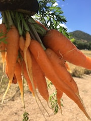 A bunch of freshly harvested carrots with green tops are held up against a backdrop of clear blue sky and a distant hill. The carrots vary slightly in size and have a vibrant orange color, indicating they are fresh and ripe.