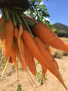 Freshly harvested carrots with vibrant green tops still attached.
