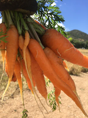A vibrant morning at a carrot farm in Pangalengan with farmers harvesting fresh carrots.