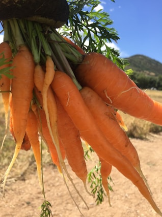 A bunch of freshly harvested carrots with green tops are held up against a backdrop of clear blue sky and a distant hill. The carrots vary slightly in size and have a vibrant orange color, indicating they are fresh and ripe.