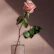 pink flower