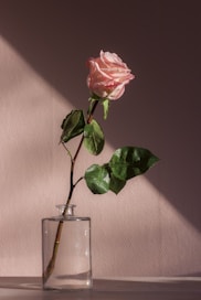 pink flower